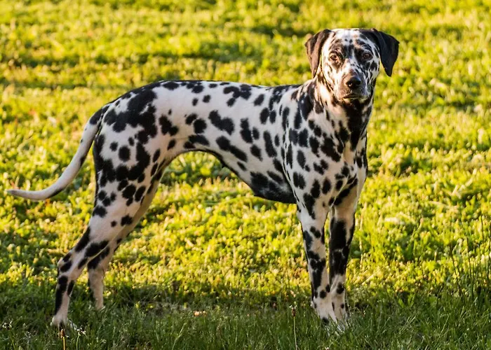 A Aira Da Petada Boutique